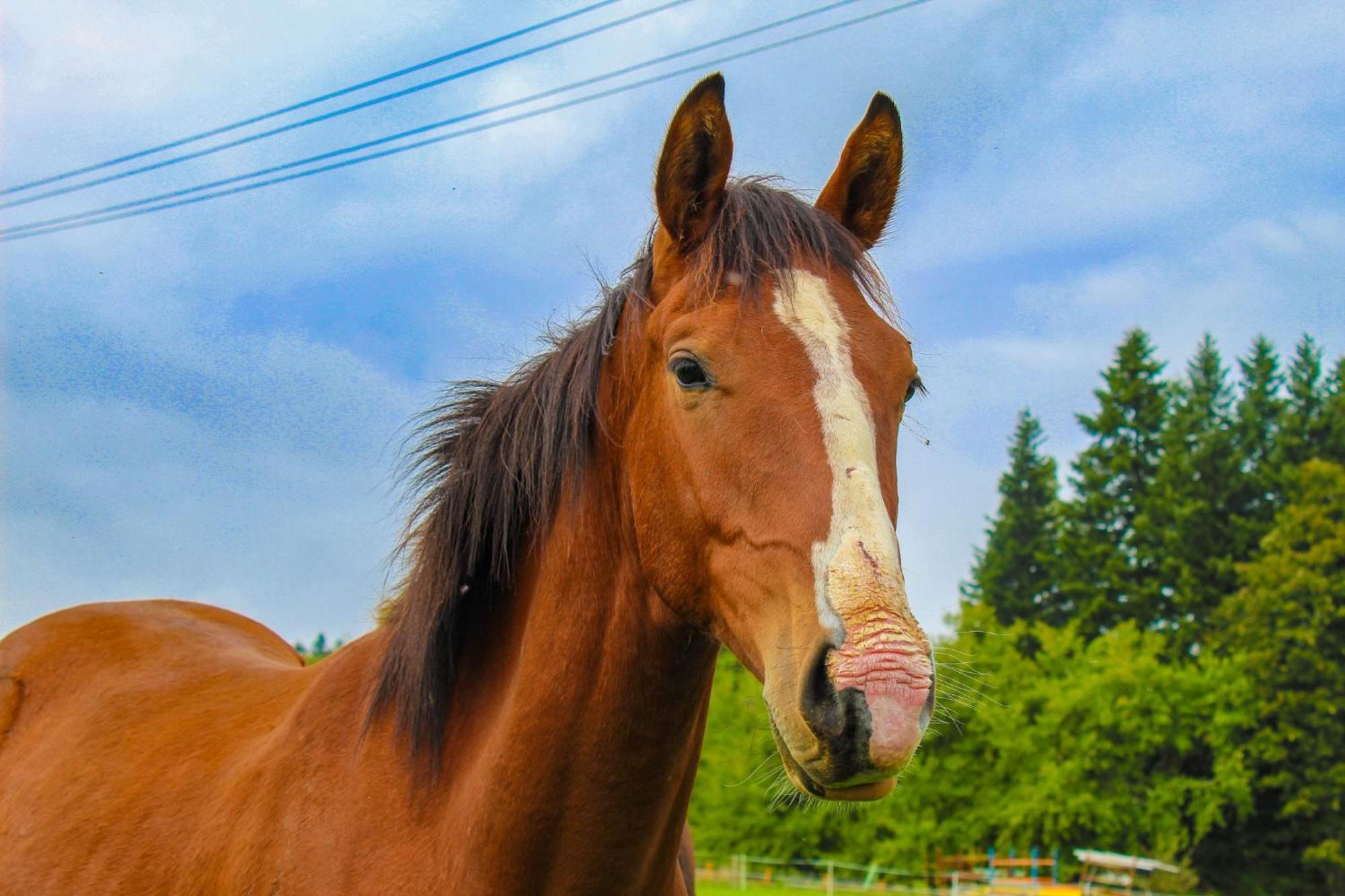 Ranczo Zwierzyniec Noclegi Jordanow Esterno foto