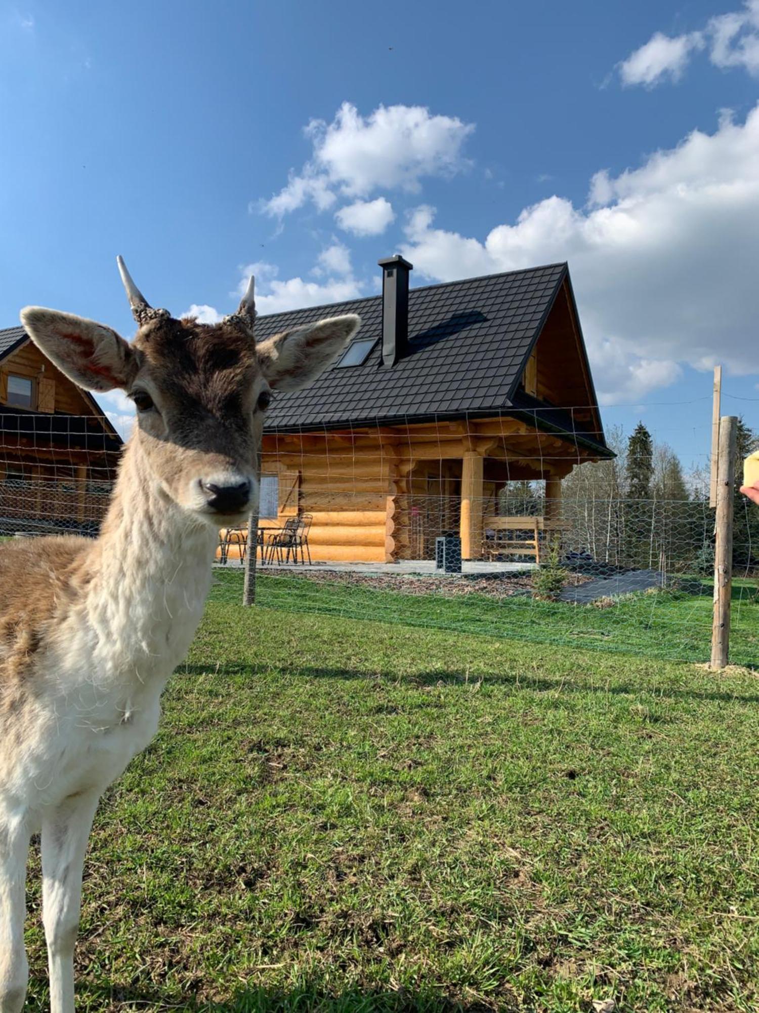 Ranczo Zwierzyniec Noclegi Jordanow Esterno foto